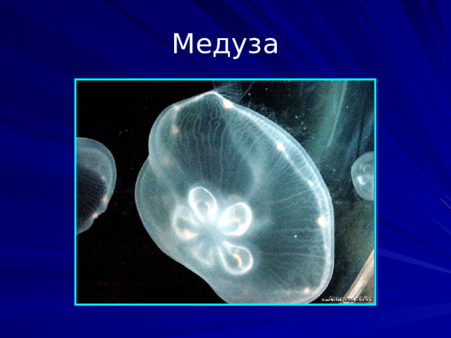 Медуза Фаза жизненного цикла стрекающих из подтипа Medusozoa: гидроидных, сцифоидных и кубомедуз. Тело медуз в значительной части состоит из обводнённой соединительной ткани - мезоглеи - и по форме напоминает колокол или зонтик. Такое строение обеспечивает способность к реактивному движению путём сокращения мышц стенки колокола. Тело медузы в среднем на 98% состоит из воды. Даже самые крупные медузы, чьи линейные размеры превышают метр, а масса доходит до нескольких центнеров, неспособны противостоять морским течениям, поэтому рассматриваются в составе планктона.  