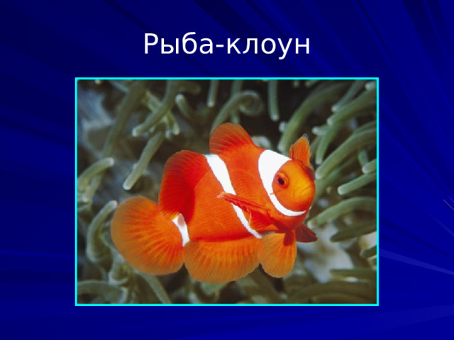 Рыба-клоун Род морских лучепёрых рыб из семейства помацентровых. Чаще всего под этим названием фигурирует аквариумная рыбка оранжевый амфиприон.  
