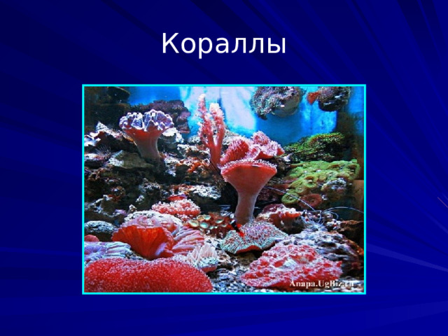 Кораллы Материал скелета колонии коралловых полипов. Большие скопления кораллов формируют коралловые рифы и коралловые острова. Рост кораллов составляет обычно даже в благоприятных условиях не более 1 см в год в продольном направлении, поэтому на формирование среднего рифа могут уйти столетия, острова - тысячелетия. Кораллы - близкие родственники актиний, хотя и имеют принципиальное отличие от них.  