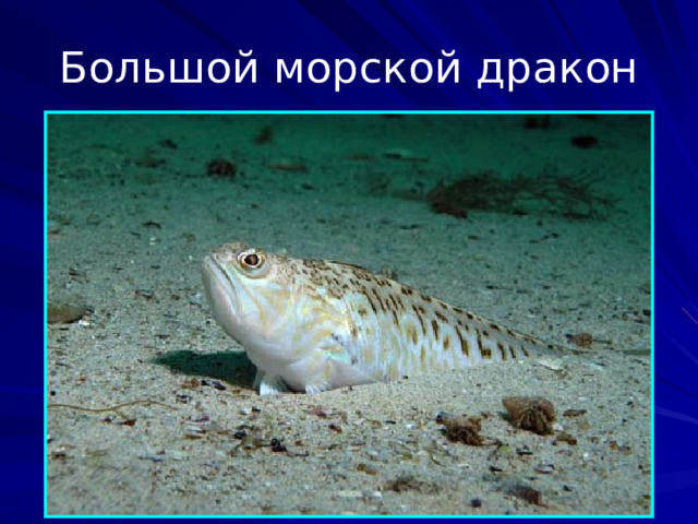 Большой морской дракон Вид хищных лучепёрых рыб семейства драконовых, обитающих в прибрежных водах европейской Атлантики, а также в Чёрном и Средиземном морях.  