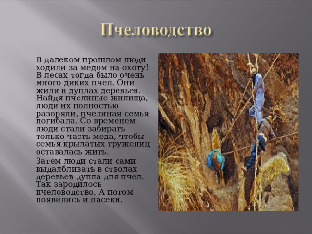  В далеком прошлом люди ходили за медом на охоту! В лесах тогда было очень много диких пчел. Они жили в дуплах деревьев. Найдя пчелиные жилища, люди их полностью разоряли, пчелиная семья погибала. Со временем люди стали забирать только часть меда, чтобы семья крылатых тружениц оставалась жить.  Затем люди стали сами выдалбливать в стволах деревьев дупла для пчел. Так зародилось пчеловодство. А потом появились и пасеки. 