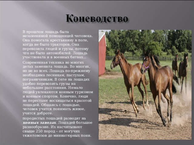  В прошлом лошадь была незаменимой помощницей человека. Она помогала крестьянину в поле, когда не было тракторов. Она перевозила людей и грузы, потому что не было автомобилей. Лошадь участвовала и в военных битвах…  Современная техника во многих делах заменила лошадь. Во многих, но не во всех. Лошадь по-прежнему необходима лесникам, пастухам, пограничникам. В селе на лошадях удобно перевозить грузы на небольшие расстояния. Немало людей увлекаются конным туризмом и конным спортом. Конечно, люди не перестают восхищаться красотой лошадей. Общаясь с лошадью, человек учится понимать живое, учится доброте.  породистых лошадей разводят на конных заводах . Лошадей большое разнообразие. Их насчитывают свыше 250 пород – от могучих тяжеловозов до миниатюрных пони. 