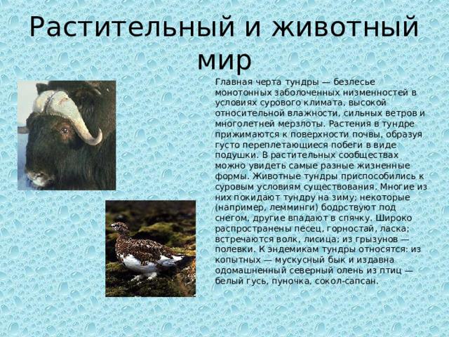 Растительный и животный мир Главная черта тундры — безлесье монотонных заболоченных низменностей в условиях сурового климата, высокой относительной влажности, сильных ветров и многолетней мерзлоты. Растения в тундре прижимаются к поверхности почвы, образуя густо переплетающиеся побеги в виде подушки. В растительных сообществах можно увидеть самые разные жизненные формы. Животные тундры приспособились к суровым условиям существования. Многие из них покидают тундру на зиму; некоторые (например, лемминги) бодрствуют под снегом, другие впадают в спячку. Широко распространены песец, горностай, ласка; встречаются волк, лисица; из грызунов — полевки. К эндемикам тундры относятся: из копытных — мускусный бык и издавна одомашненный северный олень из птиц — белый гусь, пуночка, сокол-сапсан. 