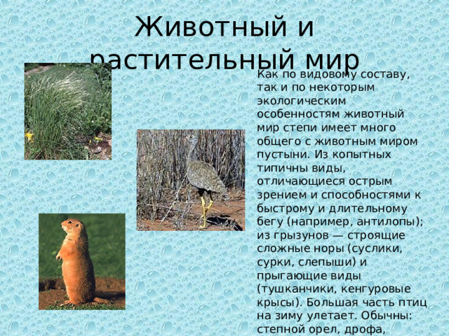 Животный и растительный мир Как по видовому составу, так и по некоторым экологическим особенностям животный мир степи имеет много общего с животным миром пустыни. Из копытных типичны виды, отличающиеся острым зрением и способностями к быстрому и длительному бегу (например, антилопы); из грызунов — строящие сложные норы (суслики, сурки, слепыши) и прыгающие виды (тушканчики, кенгуровые крысы). Большая часть птиц на зиму улетает. Обычны: степной орел, дрофа, степной лунь, степная пустельга, жаворонки. Многочисленны пресмыкающиеся и насекомые. 