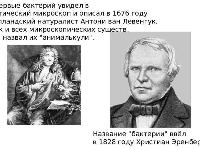 Впервые бактерий увидел в оптический микроскоп и описал в 1676 году голландский натуралист Антони ван Левенгук. Как и всех микроскопических существ,  он назвал их 