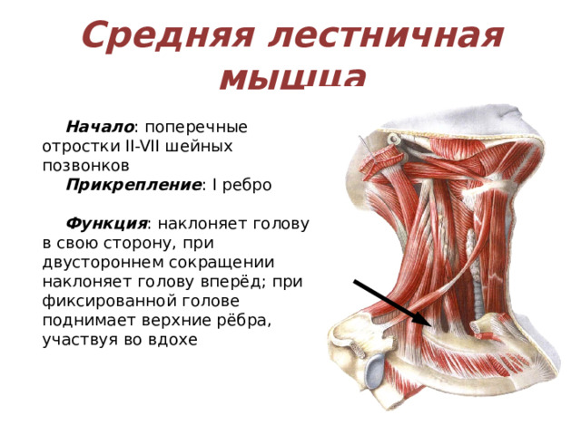 Средняя лестничная мышца Начало : поперечные отростки II-VII шейных позвонков Прикрепление : I ребро Функция : наклоняет голову в свою сторону, при двустороннем сокращении наклоняет голову вперёд; при фиксированной голове поднимает верхние рёбра, участвуя во вдохе 