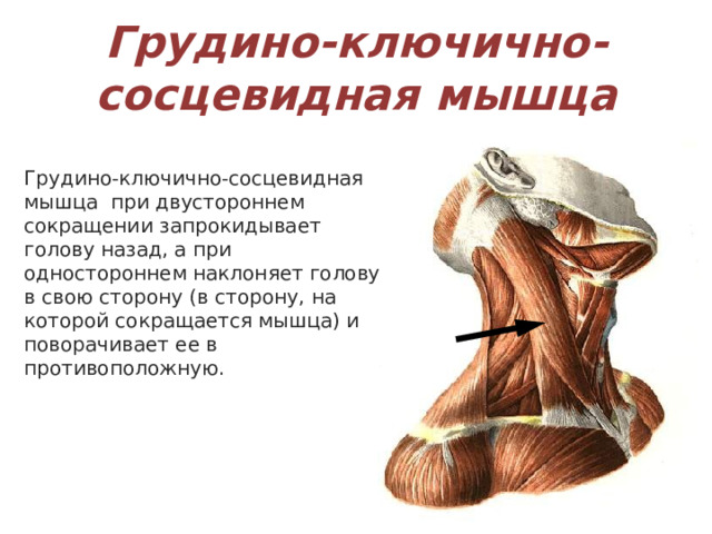 Грудино-ключично-сосцевидная мышца Грудино-ключично-сосцевидная мышца   при двустороннем сокращении запрокидывает голову назад, а при одностороннем наклоняет голову в свою сторону (в сторону, на которой сокращается мышца) и поворачивает ее в противоположную. 