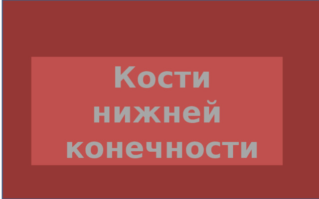  Кости нижней  конечности  . 
