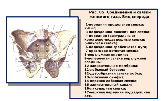 Рис. 85. Соединения и связки женского таза. Вид спереди .   1-передняя продольная связка; 2-мыс;  3-подвздошно-пояснич-ная связка;  4-передние (вентральные) крестцово-подвздошные связки; 5-паховая связка;  6-подвздошно-гребенчатая дуга;  7-кресгцово-остистая связка; 8-вертлужная впадина; 9-поперечная связка вертлужной впадины; 10-запирательная мембрана; 11-лобковый бугорок; 12-дугообразная связка лобка; 13-лобковый симфиз; 14-верхняя лобковая связка; 15-запирательный канал; 16-лакунарная связка; 17-верхняя передняя подвздошная ость. 