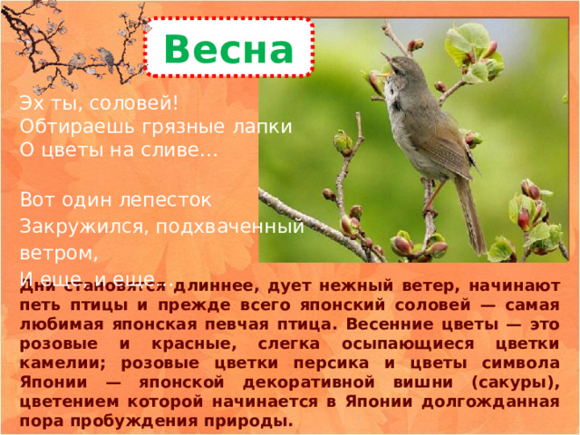 Весна Эх ты, соловей!  Обтираешь грязные лапки  О цветы на сливе…  Вот один лепесток  Закружился, подхваченный ветром,  И еще, и еще…  Дни становятся длиннее, дует нежный ветер, начинают петь птицы и прежде всего японский соловей — самая любимая японская певчая птица. Весенние цветы — это розовые и красные, слегка осыпающиеся цветки камелии; розовые цветки персика и цветы символа Японии — японской декоративной вишни (сакуры), цветением которой начинается в Японии долгожданная пора пробуждения природы. 