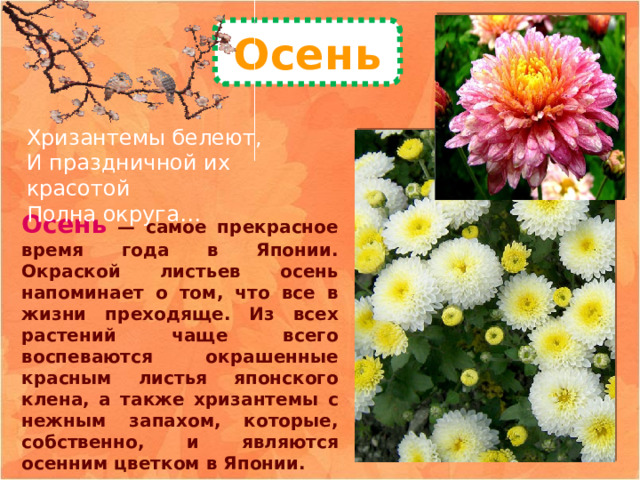 Осень Хризантемы белеют,  И праздничной их красотой  Полна округа… Осень — самое прекрасное время года в Японии. Окраской листьев осень напоминает о том, что все в жизни преходяще. Из всех растений чаще всего воспеваются окрашенные красным листья японского клена, а также хризантемы с нежным запахом, которые, собственно, и являются осенним цветком в Японии. 