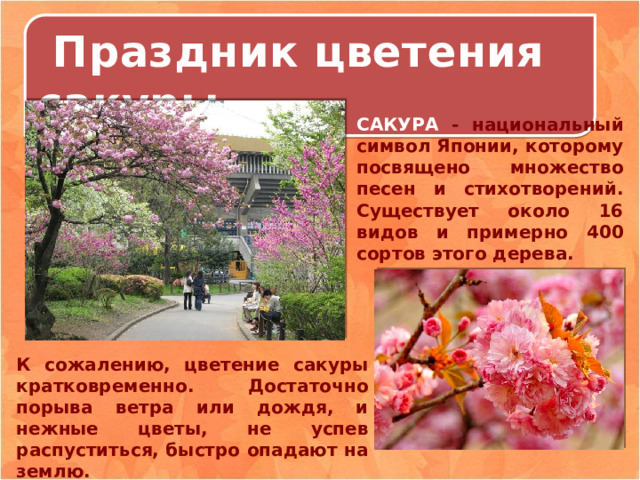  Праздник цветения сакуры САКУРА - национальный символ Японии, которому посвящено множество песен и стихотворений. Существует около 16 видов и примерно 400 сортов этого дерева. К сожалению, цветение сакуры кратковременно. Достаточно порыва ветра или дождя, и нежные цветы, не успев распуститься, быстро опадают на землю. 