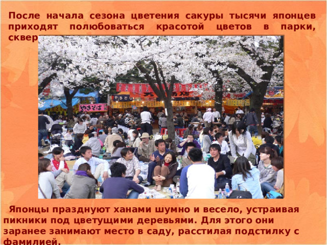 После начала сезона цветения сакуры тысячи японцев приходят полюбоваться красотой цветов в парки, скверы, сады.   Японцы празднуют ханами шумно и весело, устраивая пикники под цветущими деревьями. Для этого они заранее занимают место в саду, расстилая подстилку с фамилией. 