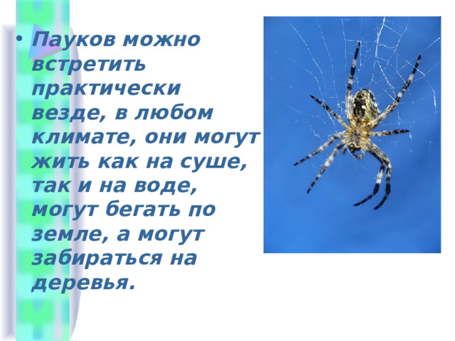 Пауков можно встретить практически везде, в любом климате, они могут жить как на суше, так и на воде, могут бегать по земле, а могут забираться на деревья. 