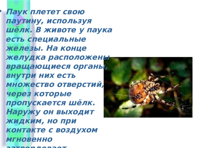 Паук плетет свою паутину, используя шёлк. В животе у паука есть специальные железы. На конце желудка расположены вращающиеся органы, внутри них есть множество отверстий, через которые пропускается шёлк. Наружу он выходит жидким, но при контакте с воздухом мгновенно затвердевает.  
