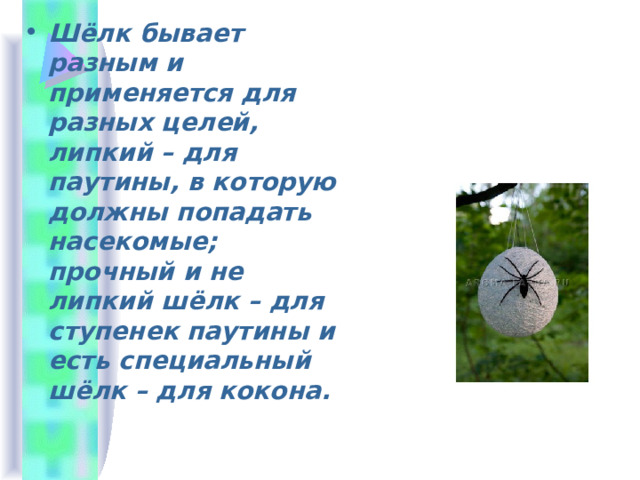 Шёлк бывает разным и применяется для разных целей, липкий – для паутины, в которую должны попадать насекомые; прочный и не липкий шёлк – для ступенек паутины и есть специальный шёлк – для кокона.  