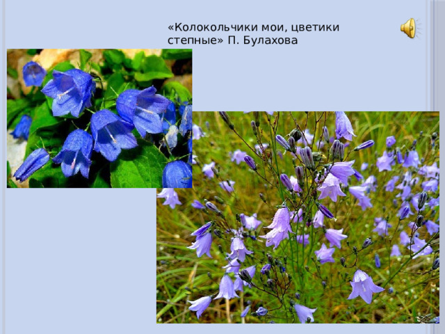 «Колокольчики мои, цветики степные» П. Булахова 