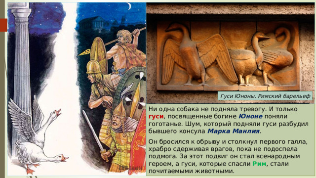 Гуси Юноны. Римский барельеф Ни одна собака не подняла тревогу. И только гуси , посвященные богине Юноне поняли гоготанье. Шум, который подняли гуси разбудил бывшего консула Марка Манлия . Он бросился к обрыву и столкнул первого галла, храбро сдерживая врагов, пока не подоспела подмога. За этот подвиг он стал всенародным героем, а гуси, которые спасли Рим , стали почитаемыми животными. 