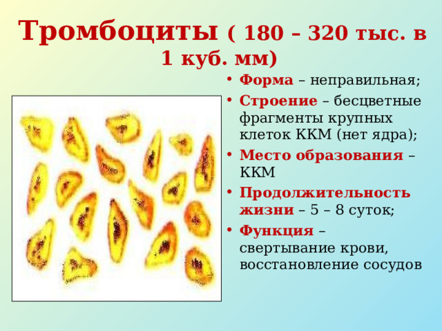 Тромбоциты  ( 180 – 320 тыс. в 1 куб. мм) Форма – неправильная; Строение – бесцветные фрагменты крупных клеток ККМ (нет ядра); Место образования – ККМ Продолжительность жизни – 5 – 8 суток; Функция – свертывание крови, восстановление сосудов 