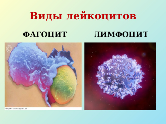 Виды лейкоцитов ФАГОЦИТ ЛИМФОЦИТ 