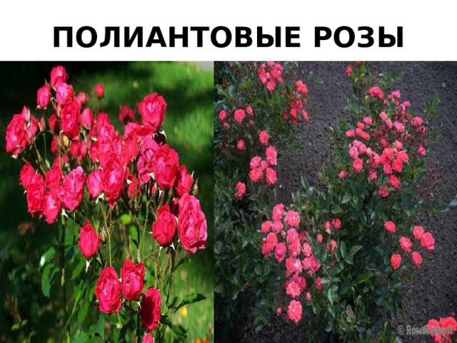 ПОЛИАНТОВЫЕ РОЗЫ 