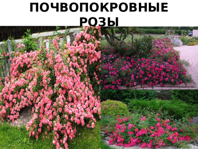 ПОЧВОПОКРОВНЫЕ РОЗЫ 