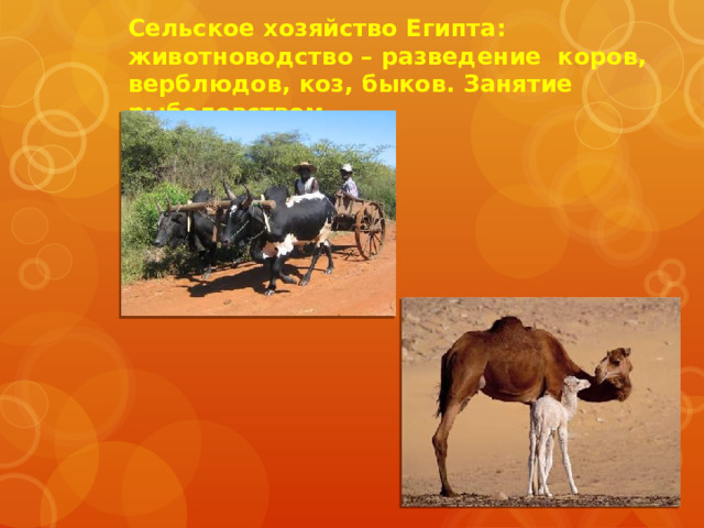 Сельское хозяйство Египта: животноводство – разведение коров, верблюдов, коз, быков. Занятие рыболовством. 