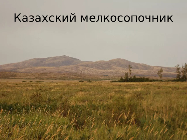 Казахский мелкосопочник 