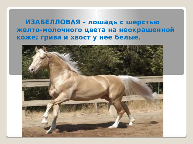  ИЗАБЕЛЛОВАЯ – лошадь с шерстью желто-молочного цвета на неокрашенной коже; грива и хвост у нее белые. 