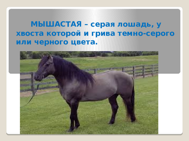  МЫШАСТАЯ – серая лошадь, у хвоста которой и грива темно-серого или черного цвета. 