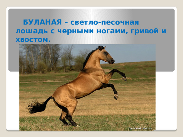  БУЛАНАЯ – светло-песочная лошадь с черными ногами, гривой и хвостом. 
