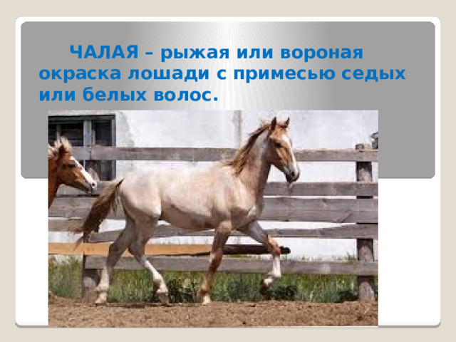  ЧАЛАЯ – рыжая или вороная окраска лошади с примесью седых или белых волос. 