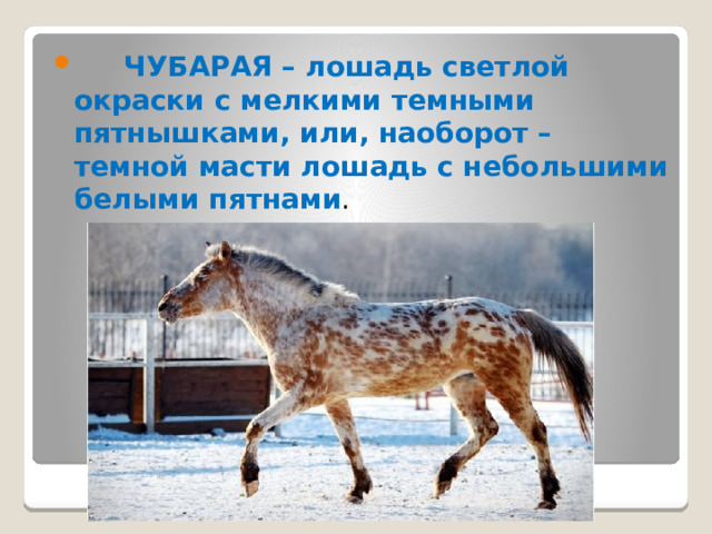  ЧУБАРАЯ – лошадь светлой окраски с мелкими темными пятнышками, или, наоборот – темной масти лошадь с небольшими белыми пятнами . 