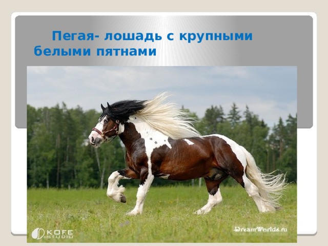  Пегая- лошадь с крупными белыми пятнами 