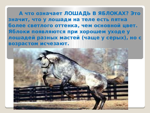  А что означает ЛОШАДЬ В ЯБЛОКАХ? Это значит, что у лошади на теле есть пятна более светлого оттенка, чем основной цвет. Яблоки появляются при хорошем уходе у лошадей разных мастей (чаще у серых), но с возрастом исчезают. 