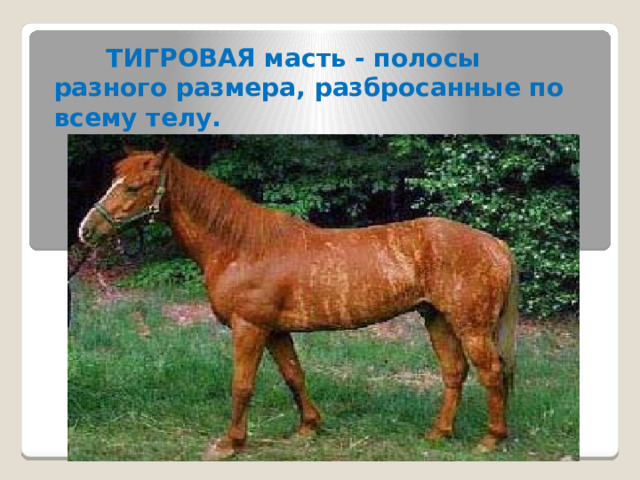  ТИГРОВАЯ масть - полосы разного размера, разбросанные по всему телу. 