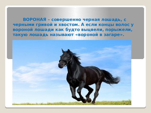  ВОРОНАЯ – совершенно черная лошадь, с черными гривой и хвостом. А если концы волос у вороной лошади как будто выцвели, порыжели, такую лошадь называют «вороной в загаре». 