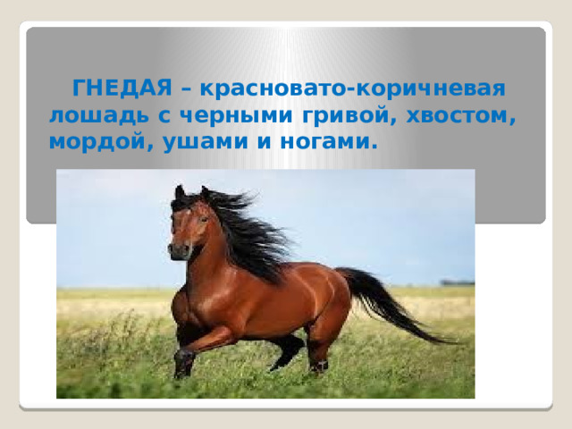  ГНЕДАЯ – красновато-коричневая лошадь с черными гривой, хвостом, мордой, ушами и ногами. 