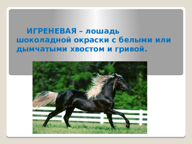  ИГРЕНЕВАЯ – лошадь шоколадной окраски с белыми или дымчатыми хвостом и гривой. 
