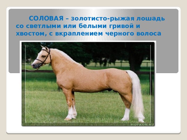  СОЛОВАЯ – золотисто-рыжая лошадь со светлыми или белыми гривой и хвостом, с вкраплением черного волоса 