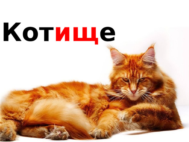 Кот ищ е 