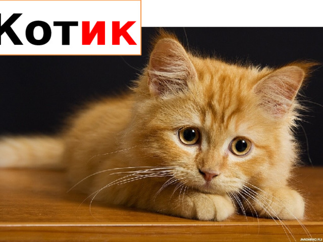 Кот ик 
