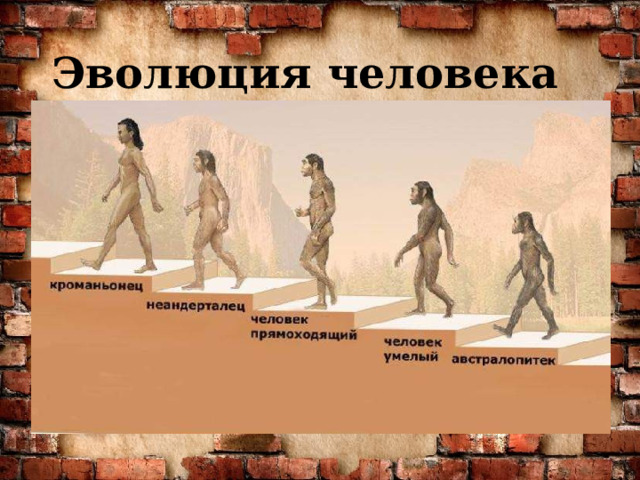 Эволюция человека 