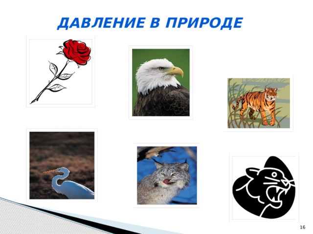 Давление в природе  