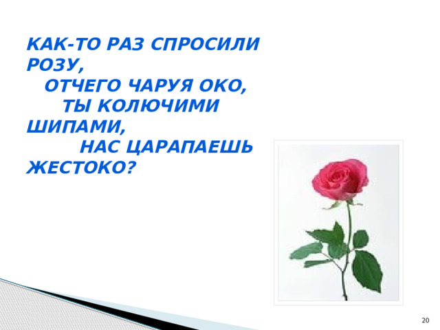 Как-то раз спросили розу,  Отчего чаруя око,  Ты колючими шипами,  Нас царапаешь жестоко?  