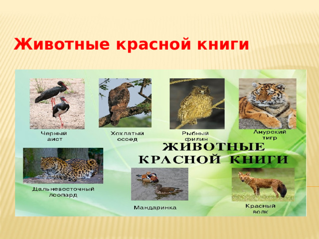Животные красной книги 