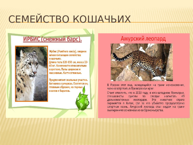 Семейство кошачьих 