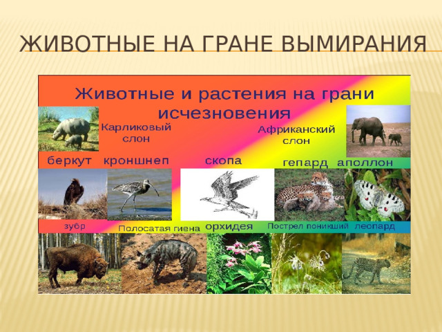 Животные на гране вымирания 