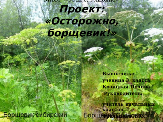 МКОУ «СОШ с. Улыбино»  Проект:  «Осторожно, борщевик!» Выполнила: ученица 3 класса Козицкая Полина  Руководитель: учитель начальных классов Фральцова А.Ю. 