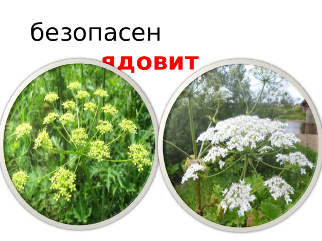  безопасен ядовит 